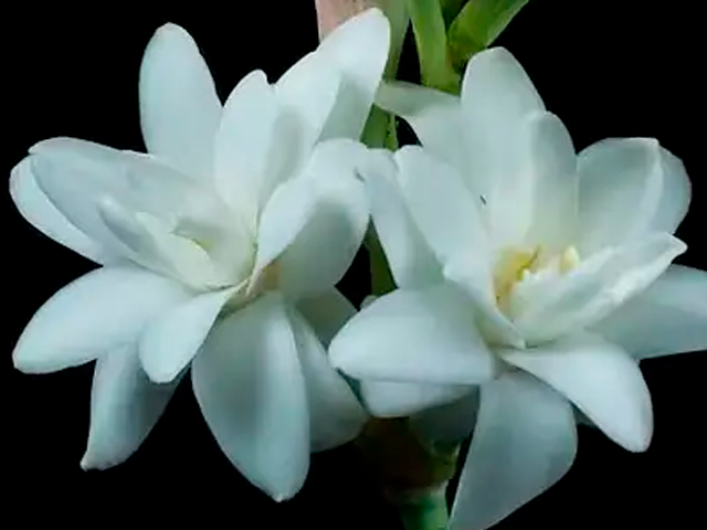 Planta herbácea de nardo con tallos erguidos y hojas lanceoladas brillantes