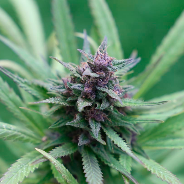 Planta de cannabis con hojas pertenecientes a la familia botánica de las Cannabaceae