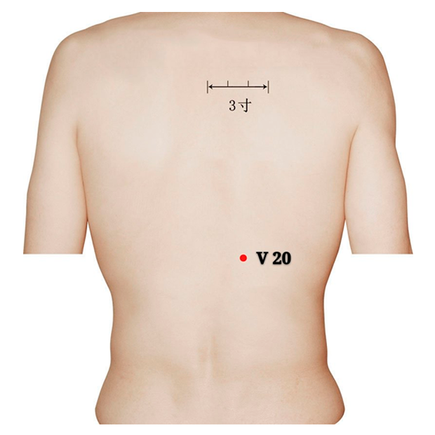 Punto Pi Shu V20 del meridiano de la Vejiga para equilibrar humedad